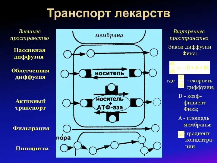 Транспорт лекарств Внешнее пространство Внутреннее пространство Пассивная диффузия Облегченная диффузия