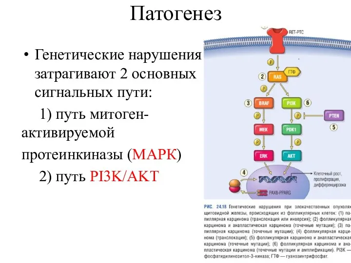 Патогенез Генетические нарушения затрагивают 2 основных сигнальных пути: 1) путь митоген-активируемой протеинкиназы (МАРК) 2) путь PI3K/AKT