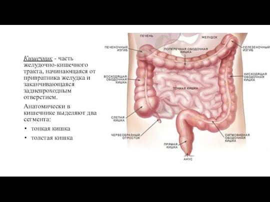 Кишечник - часть желудочно-кишечного тракта, начинающаяся от привратника желудка и заканчивающаяся заднепроходным отверстием.