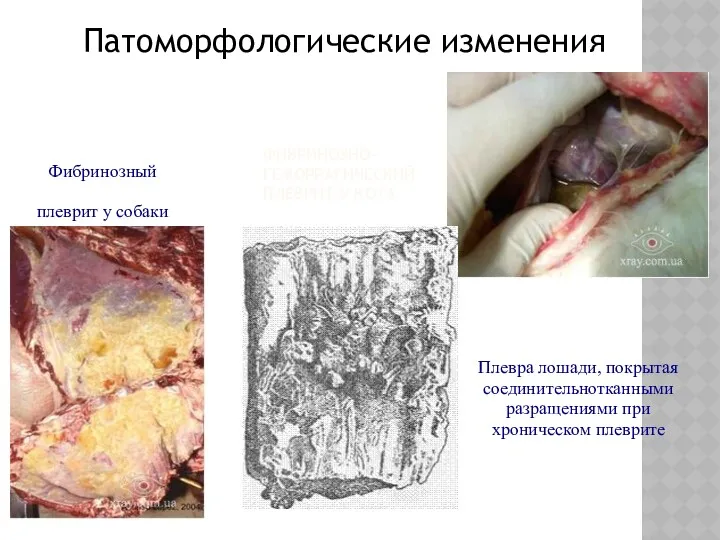 ФИБРИНОЗНО-ГЕМОРРАГИЧЕСКИЙ ПЛЕВРИТ У КОТА Патоморфологические изменения Фибринозный плеврит у собаки