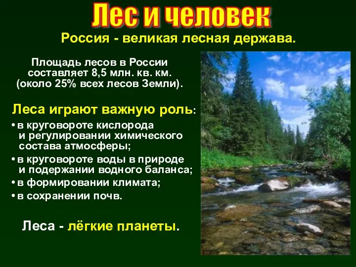 Лес и человек Площадь лесов в России составляет 8,5 млн.