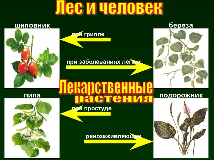 шиповник липа береза подорожник при гриппе при заболеваниях легких при