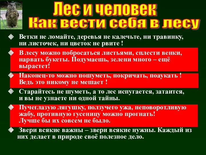 Лес и человек Как вести себя в лесу Ветки не