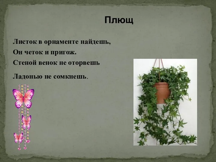 Листок в орнаменте найдешь, Он четок и пригож. Стеной венок не оторвешь Ладонью не сомкнешь. Плющ