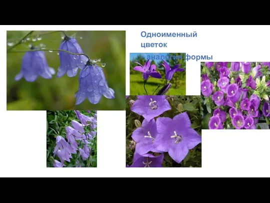 Одноименный цветок – аналогия формы