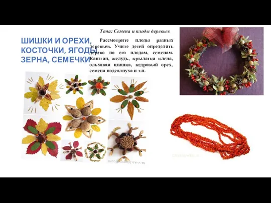 ШИШКИ И ОРЕХИ, КОСТОЧКИ, ЯГОДЫ, ЗЕРНА, СЕМЕЧКИ Тема: Семена и