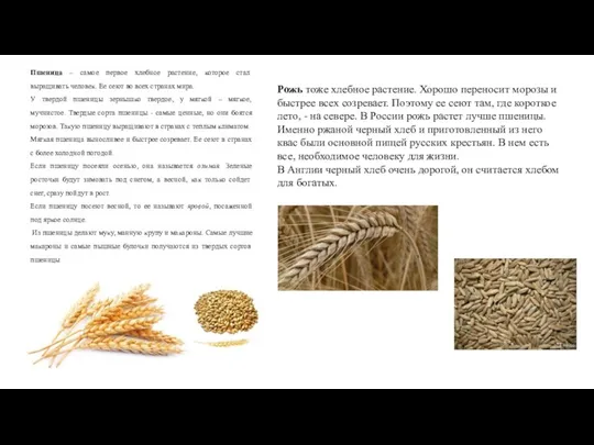 Пшеница – самое первое хлебное растение, которое стал выращивать человек.