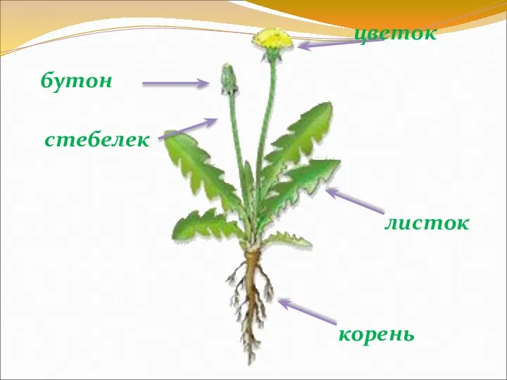 корень листок бутон цветок стебелек