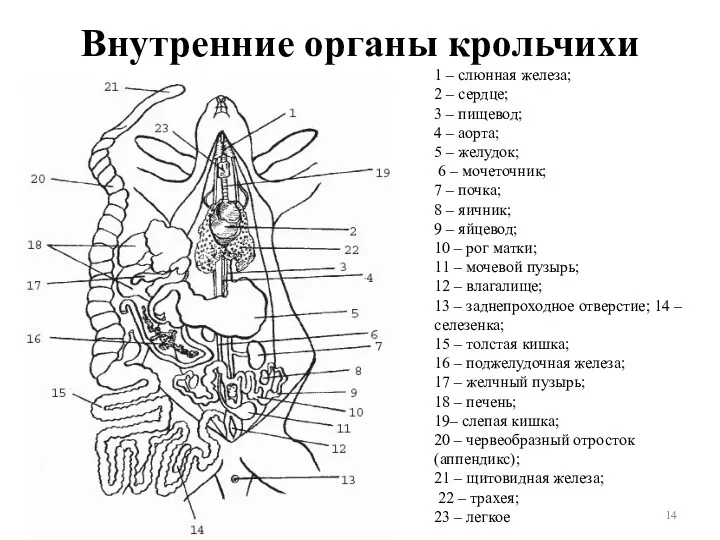 Внутренние органы крольчихи 1 – слюнная железа; 2 – сердце; 3 – пищевод;