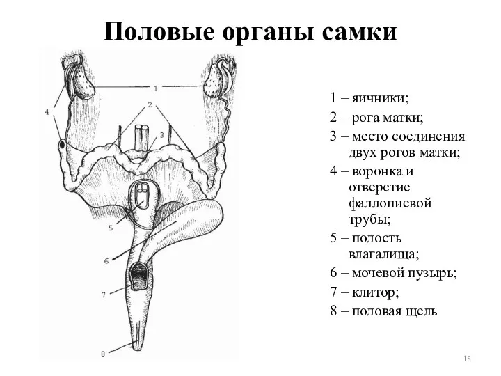 Половые органы самки 1 – яичники; 2 – рога матки;