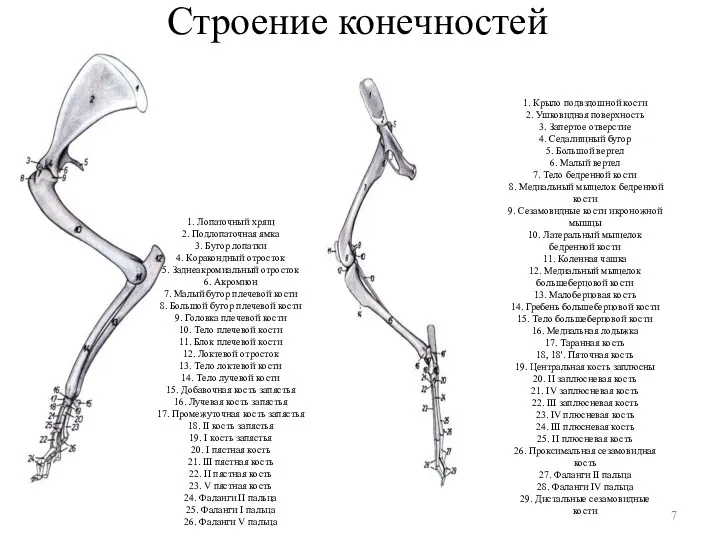 Строение конечностей 1. Лопаточный хрящ 2. Подлопаточная ямка 3. Бугор