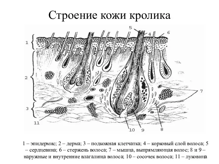 Строение кожи кролика 1 – эпидермис; 2 – дерма; 3 – подкожная клетчатка;