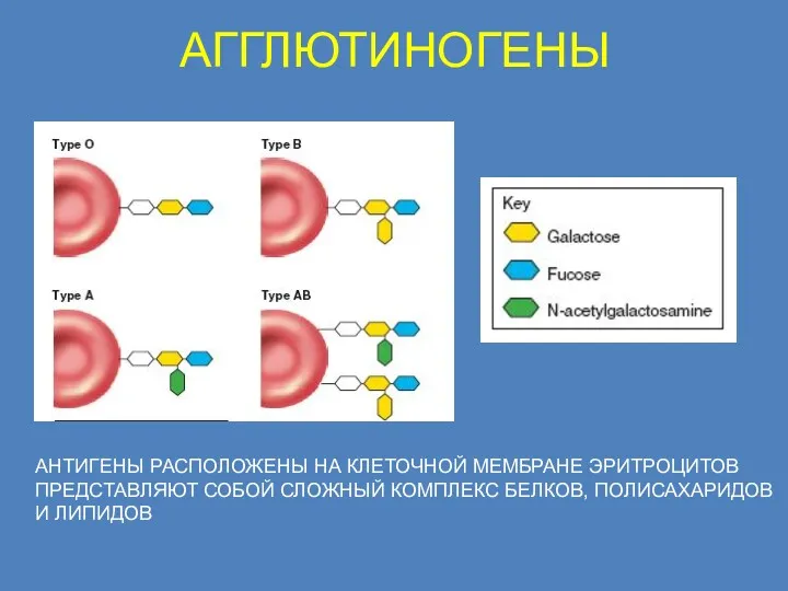 АГГЛЮТИНОГЕНЫ АНТИГЕНЫ РАСПОЛОЖЕНЫ НА КЛЕТОЧНОЙ МЕМБРАНЕ ЭРИТРОЦИТОВ ПРЕДСТАВЛЯЮТ СОБОЙ СЛОЖНЫЙ КОМПЛЕКС БЕЛКОВ, ПОЛИСАХАРИДОВ И ЛИПИДОВ