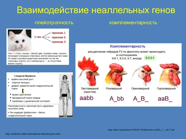 Взаимодействие неаллельных генов плейотропность комплементарность https://multiurok.ru/files/vzaimodeistvie-allelnykh-genov.html https://kpfu.ru/portal/docs/F470047123/Shackurova_BIOL_7_1_2017.pdf