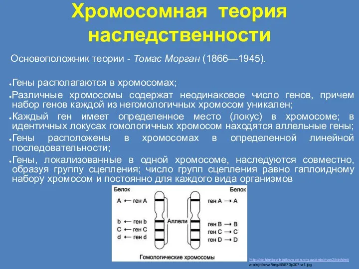 Хромосомная теория наследственности Основоположник теории - Томас Морган (1866—1945). Гены