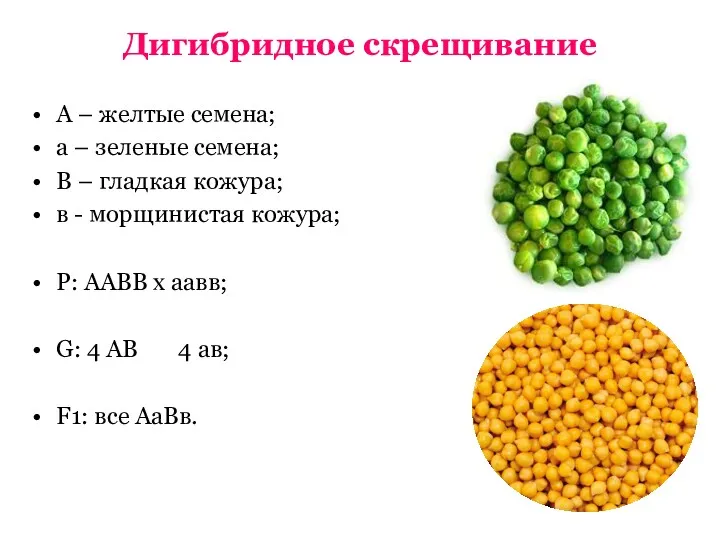 Дигибридное скрещивание А – желтые семена; а – зеленые семена;