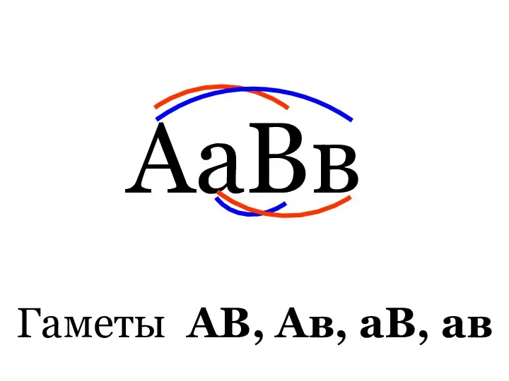 АаВв Гаметы АВ, Ав, аВ, ав