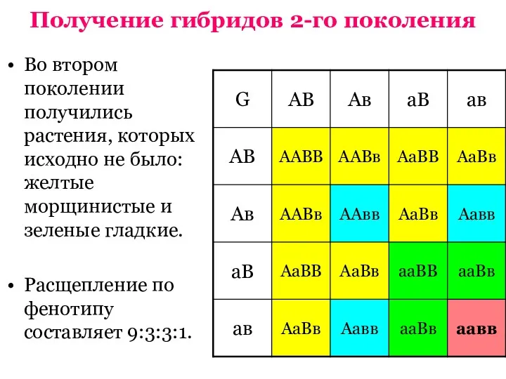 Получение гибридов 2-го поколения Во втором поколении получились растения, которых