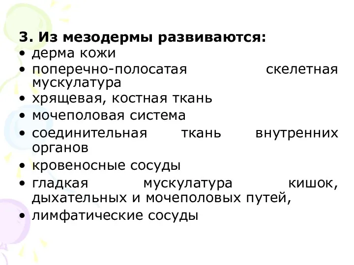 3. Из мезодермы развиваются: дерма кожи поперечно-полосатая скелетная мускулатура хрящевая,