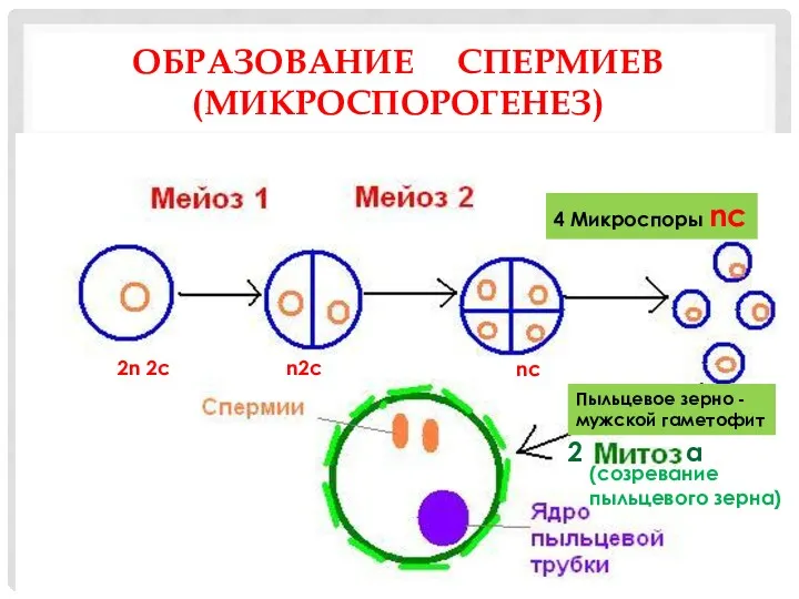 ОБРАЗОВАНИЕ СПЕРМИЕВ (МИКРОСПОРОГЕНЕЗ) 2n 2c n2c nc 4 Микроспоры nc