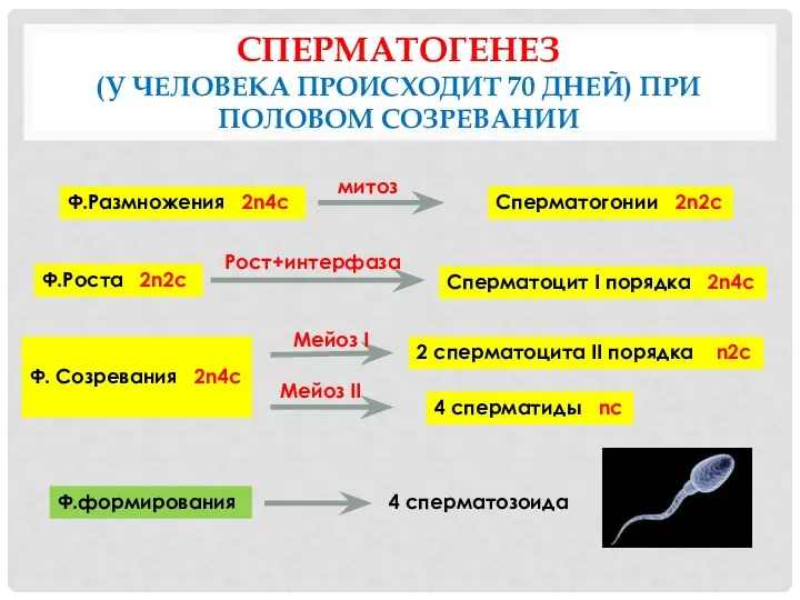 СПЕРМАТОГЕНЕЗ (У ЧЕЛОВЕКА ПРОИСХОДИТ 70 ДНЕЙ) ПРИ ПОЛОВОМ СОЗРЕВАНИИ Ф.Размножения