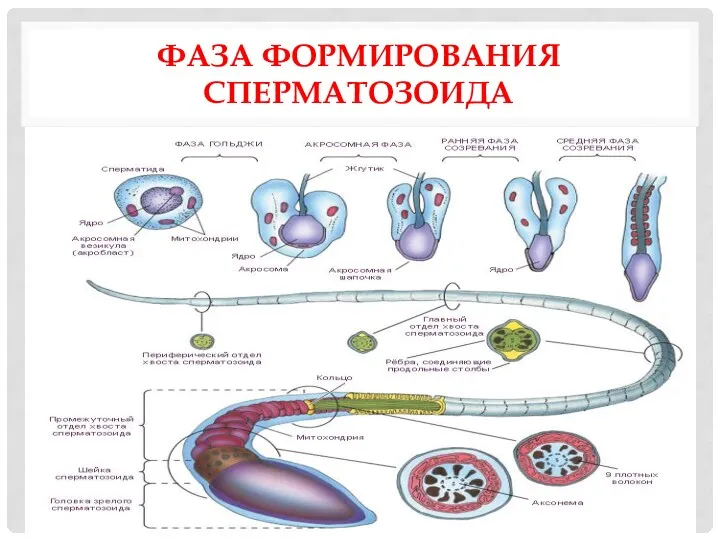 ФАЗА ФОРМИРОВАНИЯ СПЕРМАТОЗОИДА