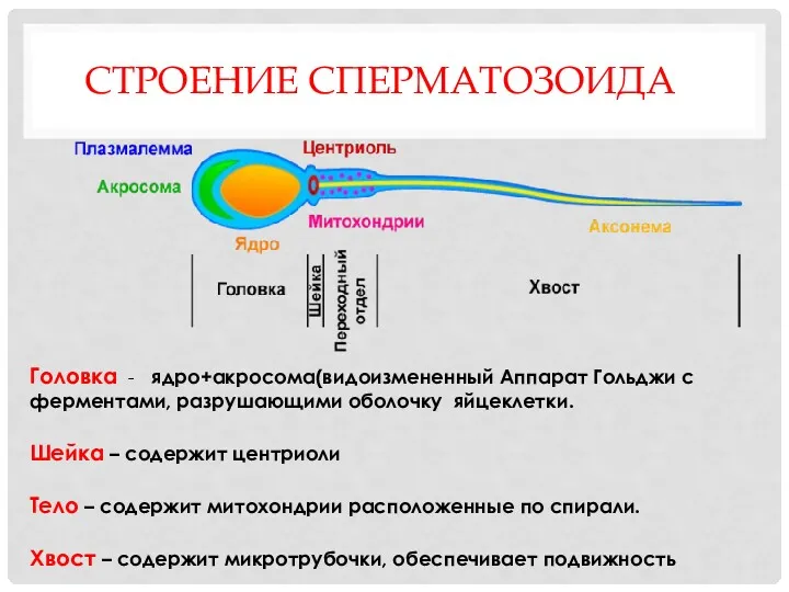 СТРОЕНИЕ СПЕРМАТОЗОИДА Головка - ядро+акросома(видоизмененный Аппарат Гольджи с ферментами, разрушающими