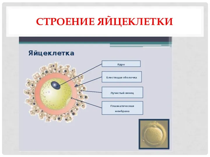 СТРОЕНИЕ ЯЙЦЕКЛЕТКИ