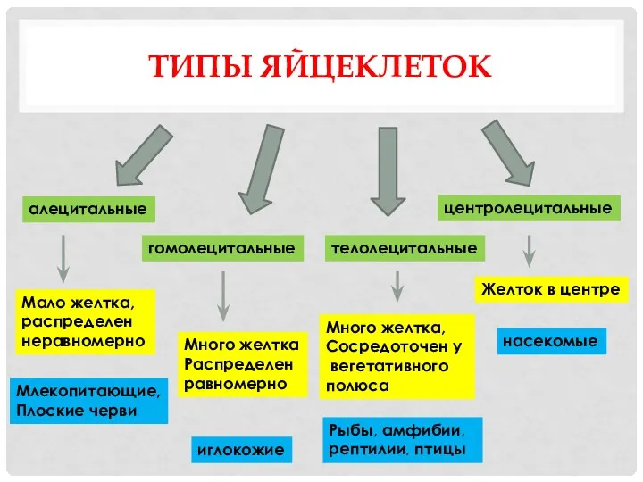 ТИПЫ ЯЙЦЕКЛЕТОК алецитальные гомолецитальные телолецитальные центролецитальные Мало желтка, распределен неравномерно