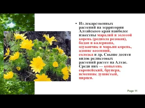 Из лекарственных растений на территории Алтайского края наиболее известны маралий