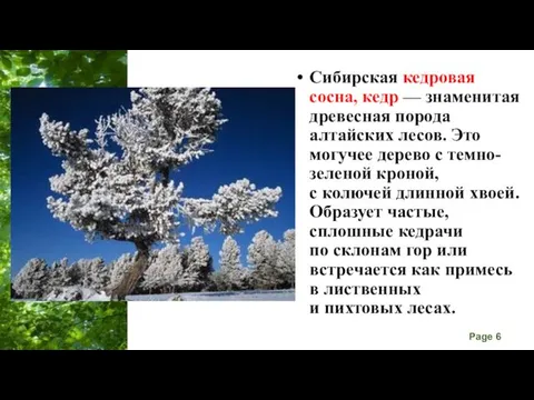 Сибирская кедровая сосна, кедр — знаменитая древесная порода алтайских лесов.