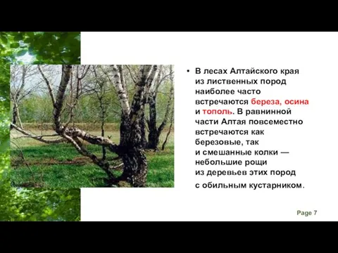 В лесах Алтайского края из лиственных пород наиболее часто встречаются