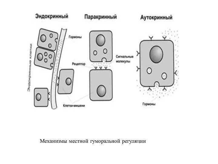 Механизмы местной гуморальной регуляции