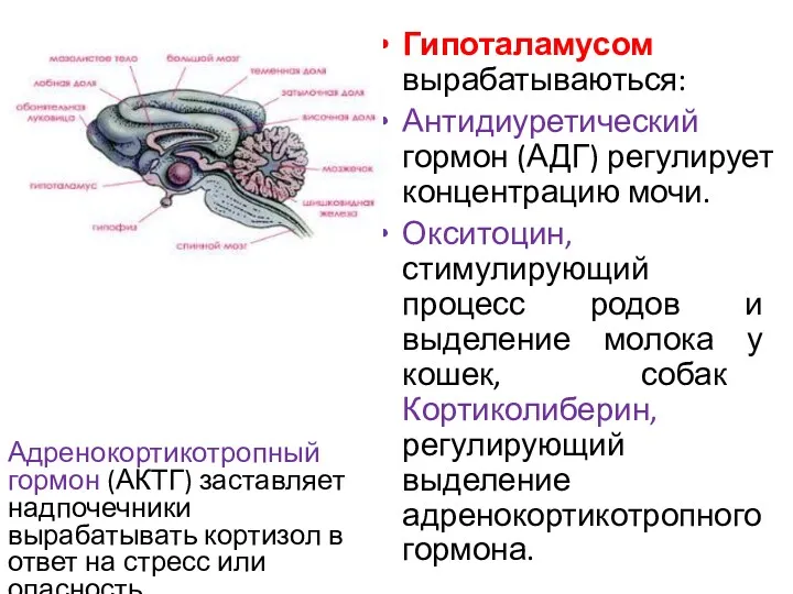 Гипоталамусом вырабатываються: Антидиуретический гормон (АДГ) регулирует концентрацию мочи. Окситоцин, стимулирующий