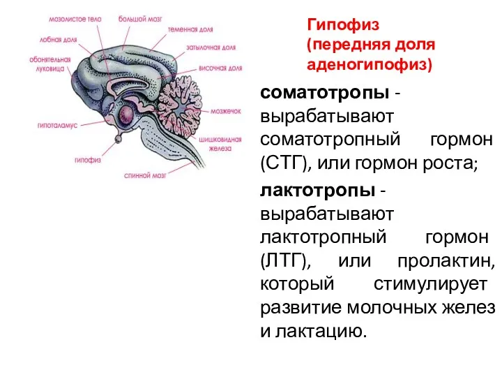 соматотропы - вырабатывают соматотропный гормон (СТГ), или гормон роста; лактотропы