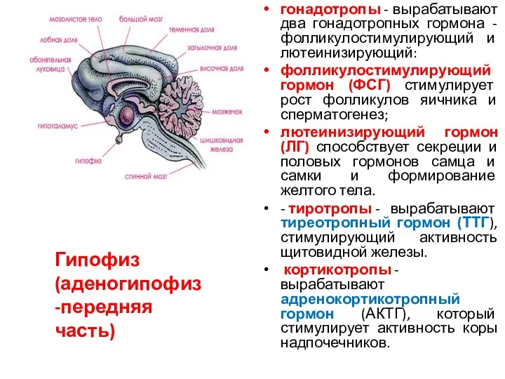 гонадотропы - вырабатывают два гонадотропных гормона - фолликулостимулирующий и лютеинизирующий: