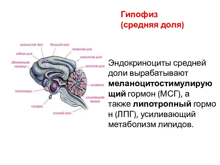 Эндокриноциты средней доли вырабатывают меланоцитостимулирующий гормон (МСГ), а также липотропный