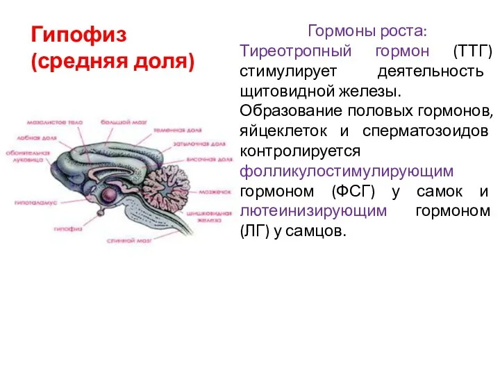 Гормоны роста: Тиреотропный гормон (ТТГ) стимулирует деятельность щитовидной железы. Образование