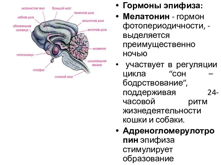 Гормоны эпифиза: Мелатонин - гормон фотопериодичности, - выделяется преимущественно ночью