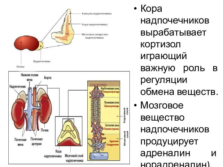 Кора надпочечников вырабатывает кортизол играющий важную роль в регуляции обмена