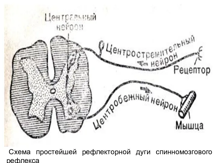 Схема простейшей рефлекторной дуги спинномозгового рефлекса