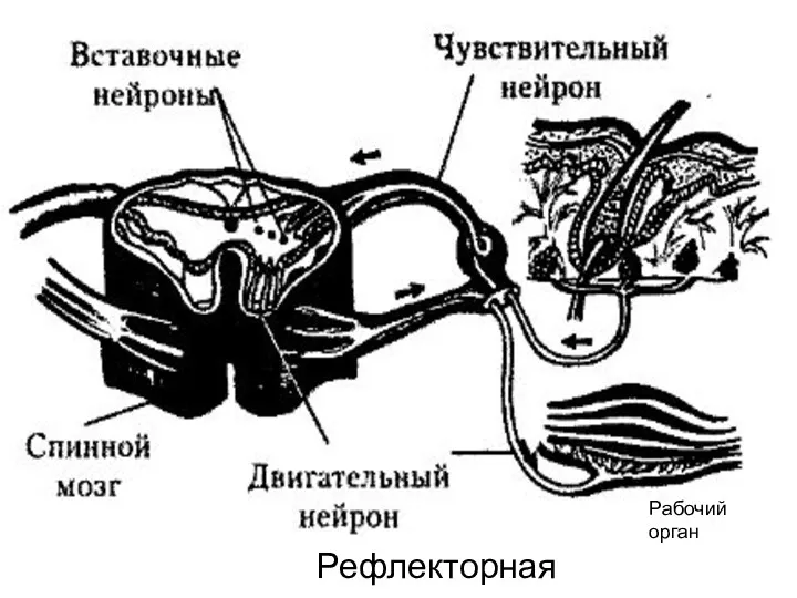 Рефлекторная дуга Рабочий орган