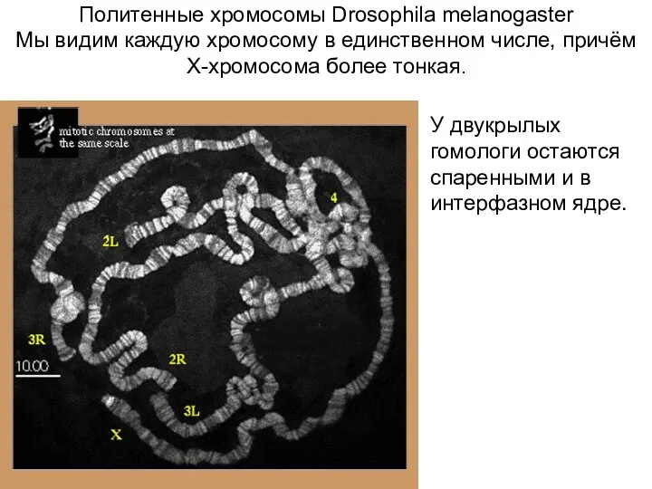 Политенные хромосомы Drosophila melanogaster Мы видим каждую хромосому в единственном