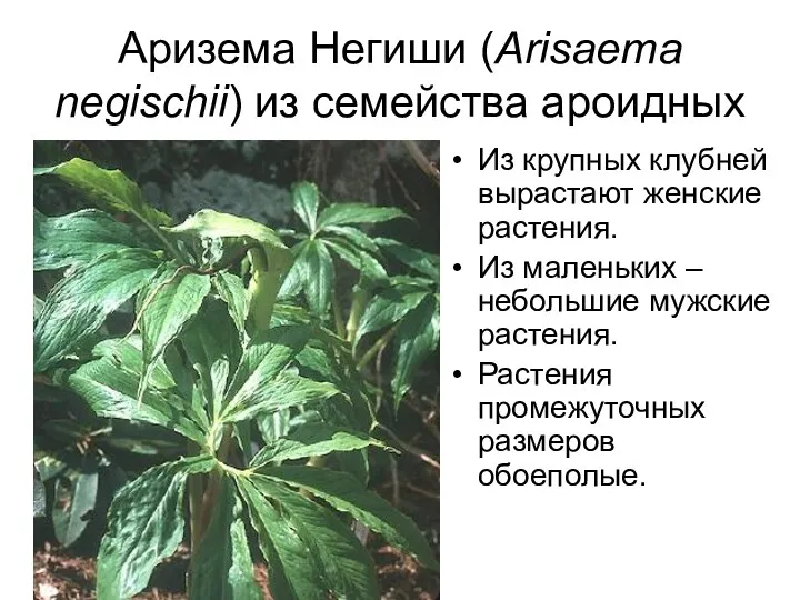 Аризема Негиши (Arisaema negischii) из семейства ароидных Из крупных клубней