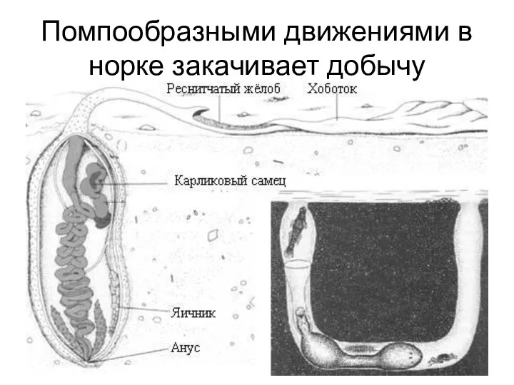 Помпообразными движениями в норке закачивает добычу