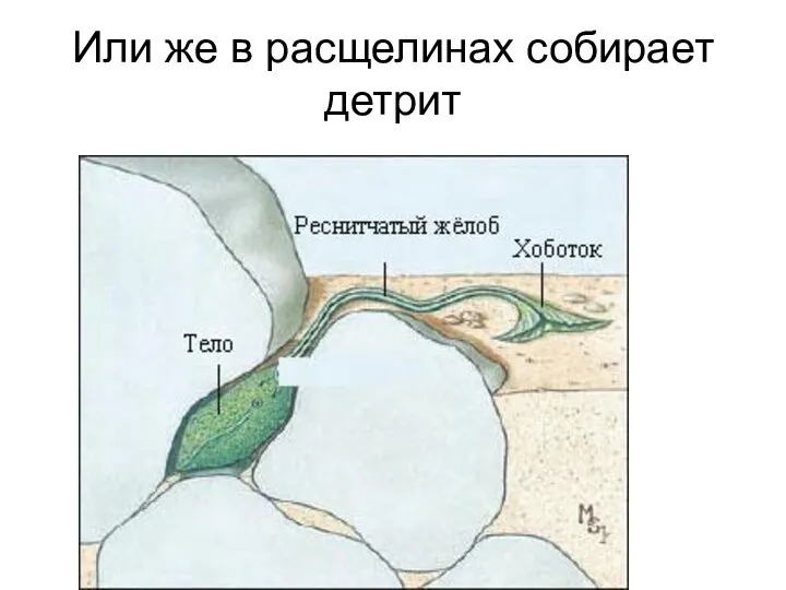 Или же в расщелинах собирает детрит