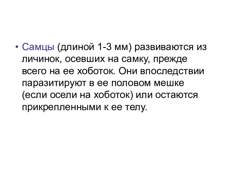 Самцы (длиной 1-3 мм) развиваются из личинок, осевших на самку,