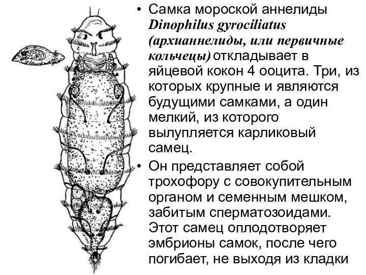 Самка мороской аннелиды Dinophilus gyrociliatus (архианнелиды, или первичные кольчецы) откладывает