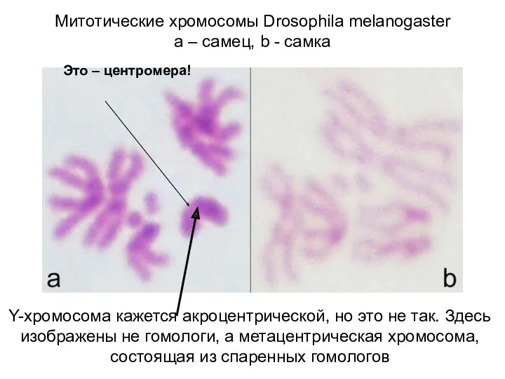 Митотические хромосомы Drosophila melanogaster a – самец, b - самка