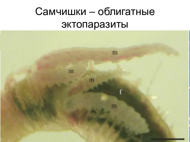 Самчишки – облигатные эктопаразиты